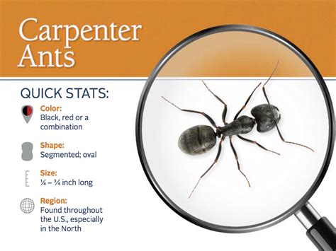 Signs of Carpenter Ants: How to Get Rid of Carpenter Ants