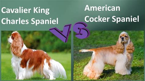 American Cocker Spaniel Vs Cavalier King Charles Spaniel