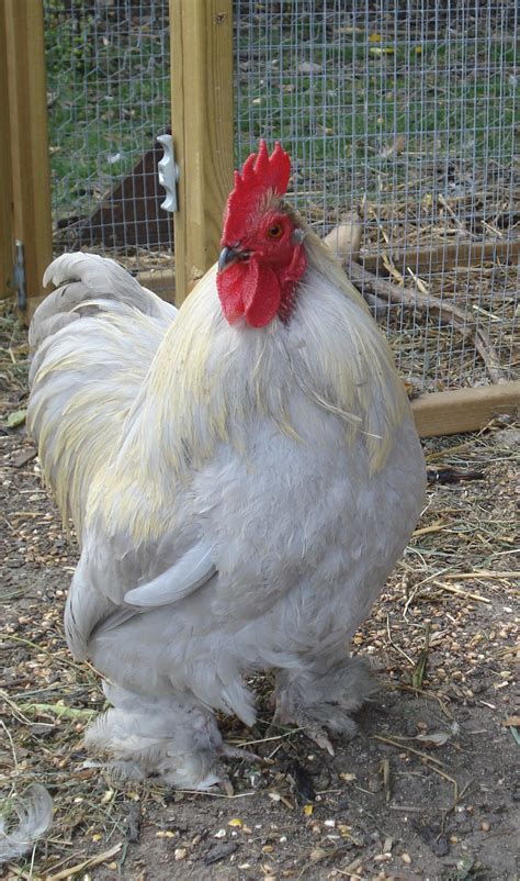 Pekin Bantam For Sale | Chickens | Breed Information | Omlet