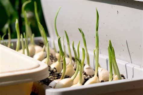 How to Grow Garlic Indoors with a Sprouted Clove