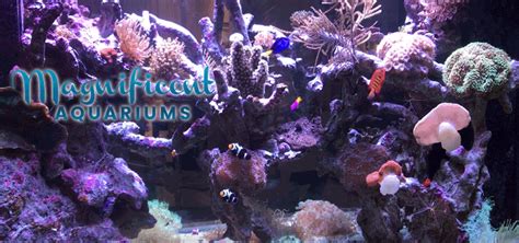 Custom Fish Tanks Near Me | Fish Tank Maintenance ServiceMagnificent Aquariums