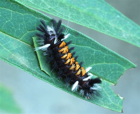 The Wrong Caterpillar on My Milkweeds - Laidback Gardener