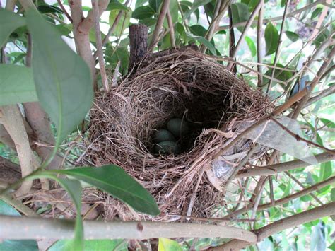 Birds Nest Eggs Free Stock Photo - Public Domain Pictures