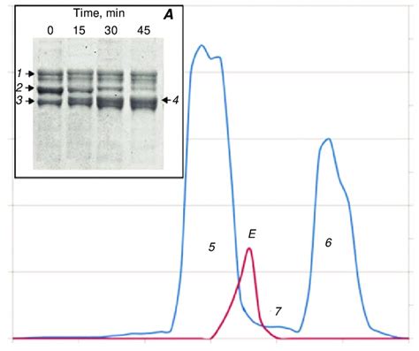 Fibrinogen (15 mg/ml) digested by 0.010 mg/ml of fibrinogenase from the... | Download Scientific ...