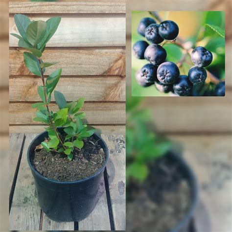 Aronia Berry – Just Berry Plants