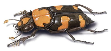 ADW: Nicrophorus_americanus.jpg