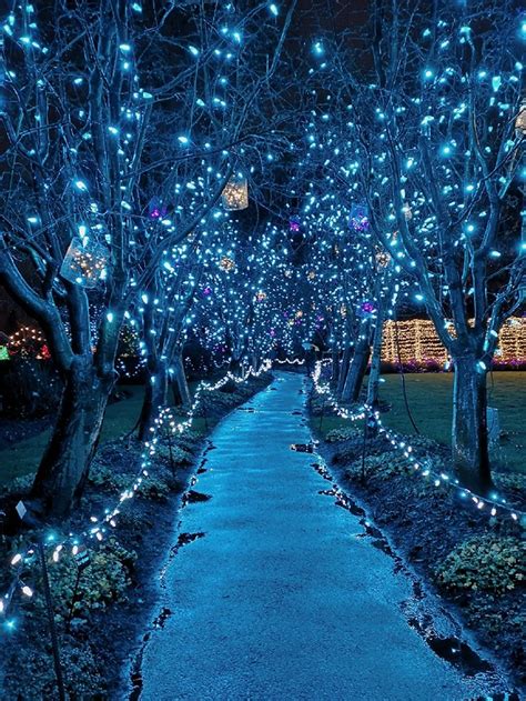 a pathway lined with trees covered in blue lights