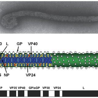 Structure of Ebola virus particle and genome organization. Electron ...