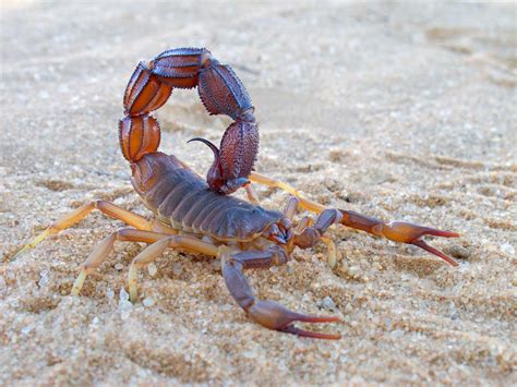 How scorpion venom is helping surgeons detect brain cancer