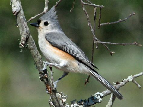 Popular Backyard Birds of Massachusetts (With Pictures) - Birdwatching Tips