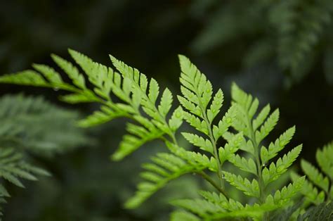 Get to Know Alpha Fern | Florida Native Ferns | Blog