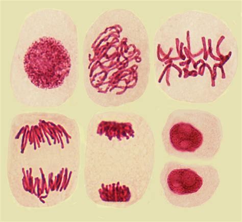 What Are The 18 Stages Of Plant Cell Mitosis : Biology Diva / Chapter 6 ...