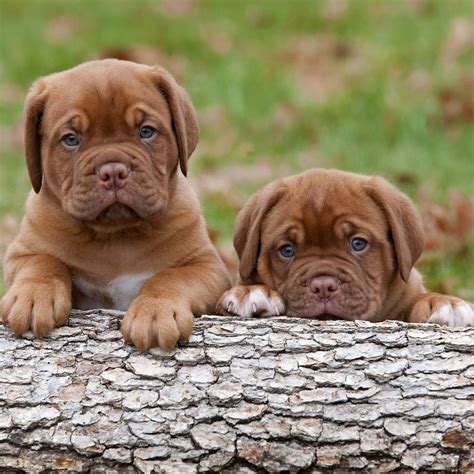 Dogue de Bordeaux Puppies with Super Adorable Eyes - Pet Paw