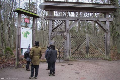 Bison Safari in the Białowieża Forest, Dec 2019 - Wild Poland