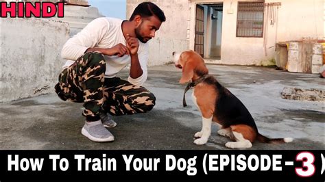 Beagle Dog Training Series - Episode 3 || Training Your Dog "Go to Your ...