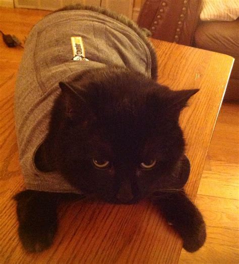 Review: Thundershirt for traveling cats