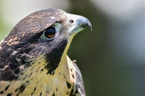 Eyes of a Peregrine Falcon | intoBirds