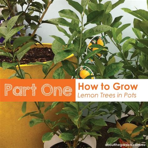 Part 1: How to Grow Potted Lemon Trees – About The Garden Magazine