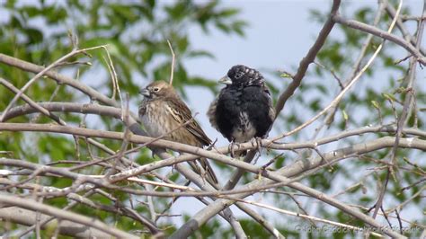 Lark Bunting male and female - John Caddick | John Caddick