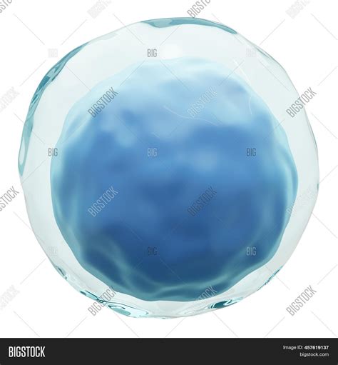 Lymphocyte . White Image & Photo (Free Trial) | Bigstock