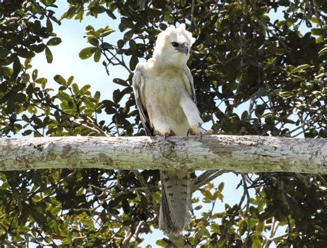 Photo - Harpy Eagle - Harpia harpyja - Observation.org