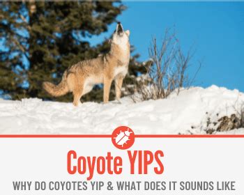 Why Do Coyotes Yip – Understanding Coyote Yipping Sounds - Pests Hero