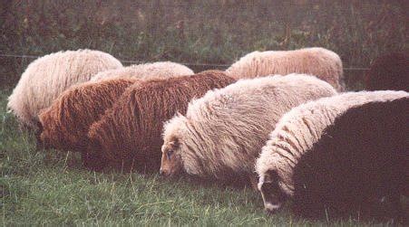 Elkhorn Icelandic Sheep | Quick Facts About Icelandic Sheep — Fleece ...