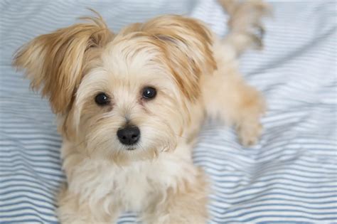 Morkie Breed Information: The Pet Parent's Complete Guide | Perfect Dog Breeds