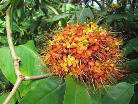 Saraca indica — Vintage Green Farms with Tom Piergrossi