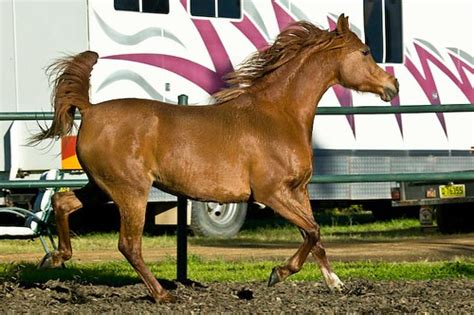 6 Main Types of Purebred Arabian Horses - Helpful Horse Hints