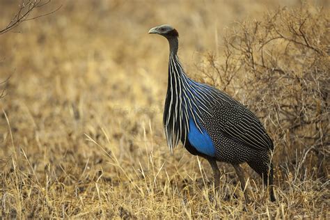 Definitive Guide To Vulturine Guineafowl Facts, Habitat, Conservation ...