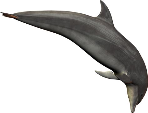 Silver Bottlenose Dolphin Jumping PNG Image - PurePNG | Free transparent CC0 PNG Image Library