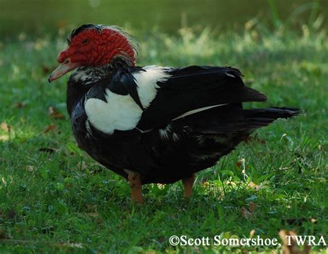 Birding Trails - Tennessee Wildlife Resource Agency | Muscovy Duck