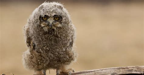 Baby Great Horned Owl