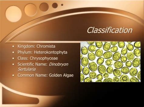 PPT - Golden Algae PowerPoint Presentation - ID:5366631