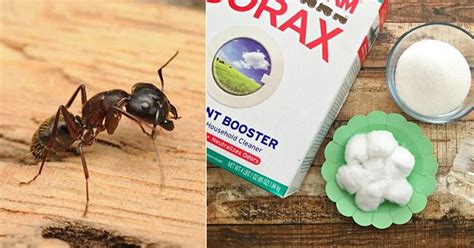 Can I Use Borax To Kill Carpenter Ants - Picture Of Carpenter