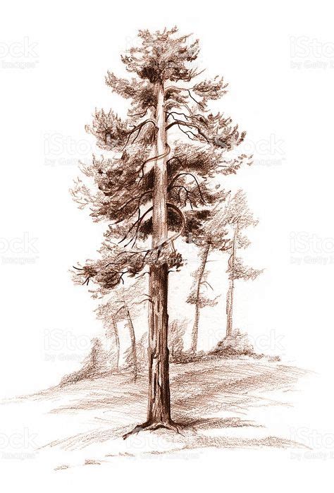 Pencil Drawing Of A Pine Tree Stock Vector Art 172140940 IStock - 694x1024 - jpeg | Tree drawing ...