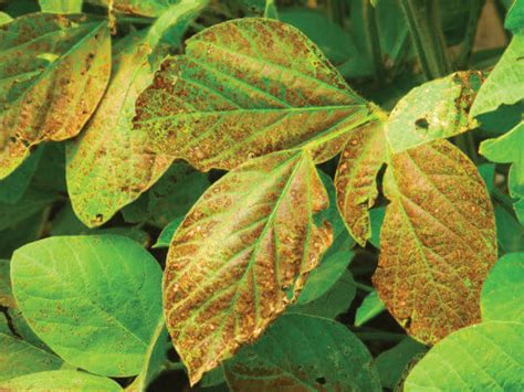 Cercospora Leaf Blight - Soybean Disease - Soybean Research ...