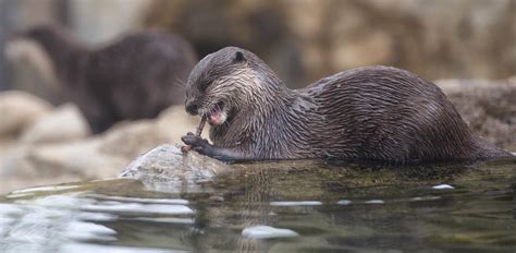 Oakland Zoo | North American River Otter