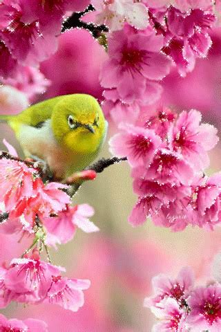 Pin by Cla Appel on ★ ANIMATED BIRDS ★ | Beautiful birds, Pretty birds, Bird