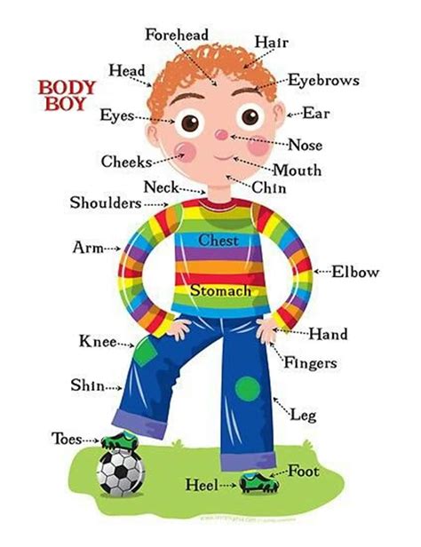 Human Body Parts and Internal Body Parts Vocabulary - ESLBUZZ