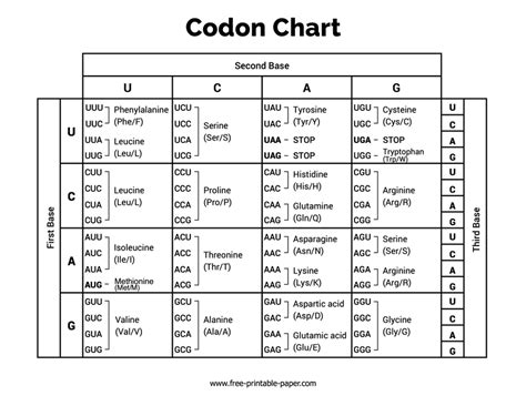 Each Codon Codes For