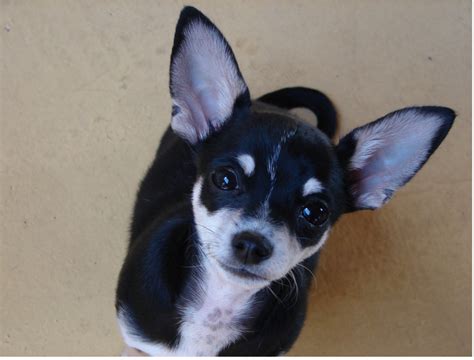 Black and white chihuahuas puppy looking up to the camera.PNG Hi-Res 720p HD