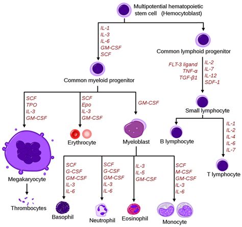 Monocytes Diagram