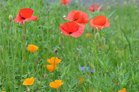 Poppy Flower Meaning and Symbolism of Each Color | Florgeous