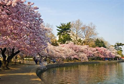 Cherry Blossom Festival in Washington DC. Soo wanna go back ...