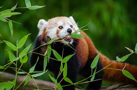 Online crop | HD wallpaper: focus photo of black-and-brown fur animal ...