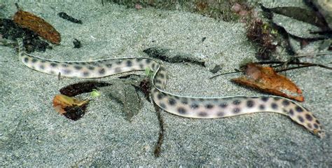 Snorkeling at Playa Hermosa, Guanacaste | Snorkeling in Costa Rica