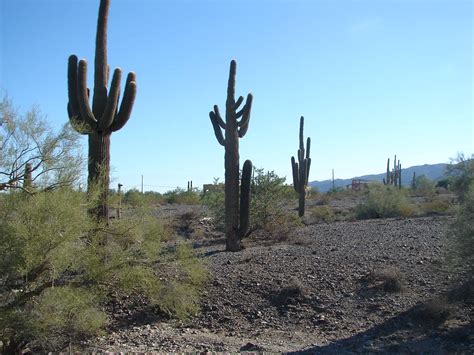 What to do in Phoenix - The Botanical Garden