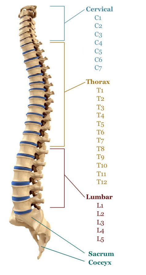 Spinal Column Spinal Nerve Chart Mississauga Chiro, 44% OFF